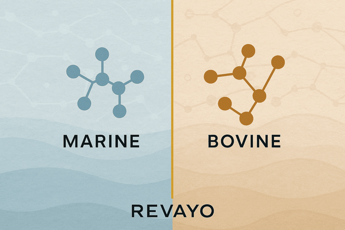 Bovine vs Marine Collagen: Which is Best for Male Muscle Recovery? - Revayo