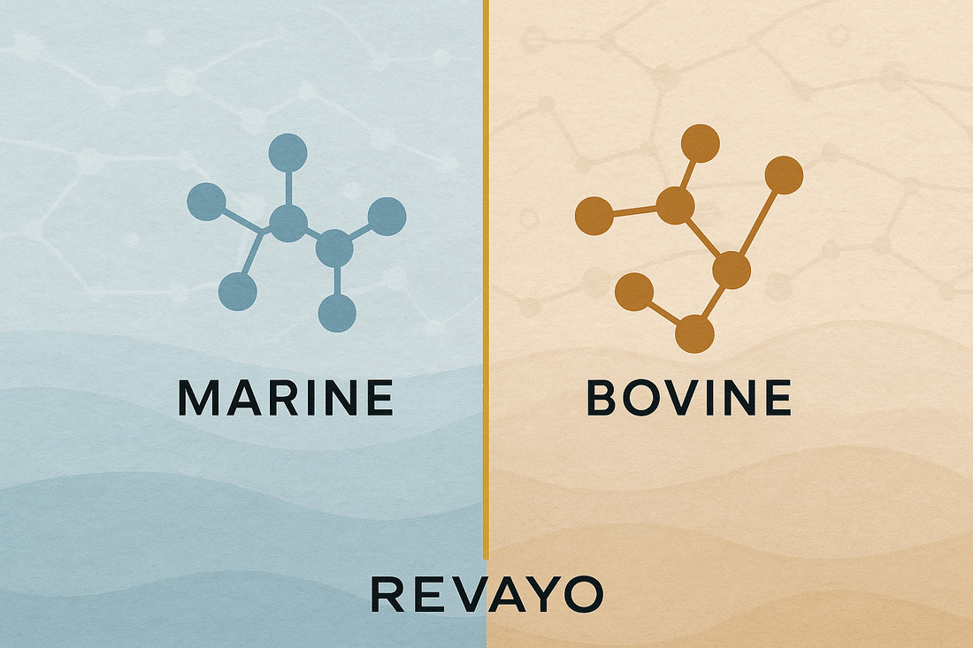 Bovine vs Marine Collagen: Which is Best for Male Muscle Recovery? - Revayo - Mens Collagen